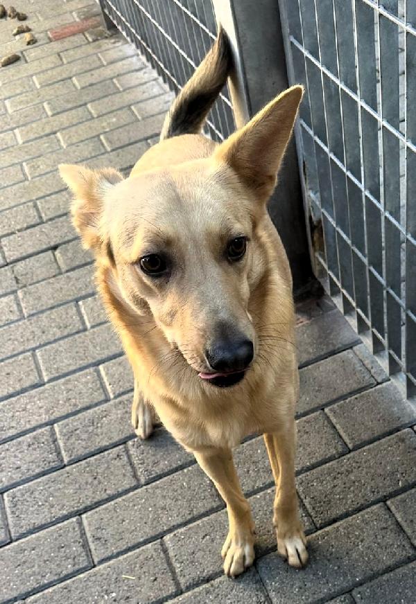 MANUEL CAGNOLINO TIMIDO Foto 6